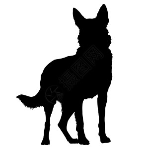 德国黑色品种警犬身体犬类尾巴图片
