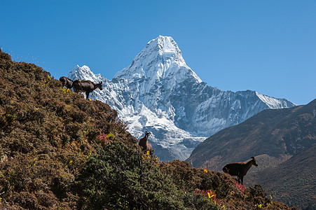 山风景运动登山高山全景滑雪高度远足假期天空图片