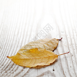 秋叶树叶木头黄色叶子植物季节图片