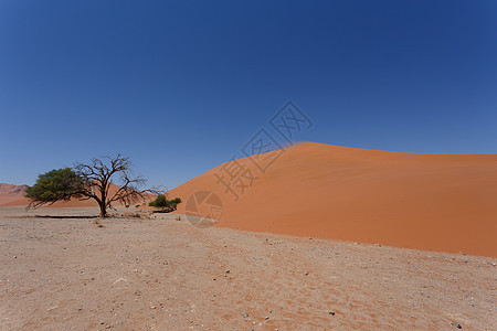 纳米比亚索苏苏夫莱省 Dune 45 Dune 45风景天空荒野纳米布孤独沙漠航向太阳旅游公园图片