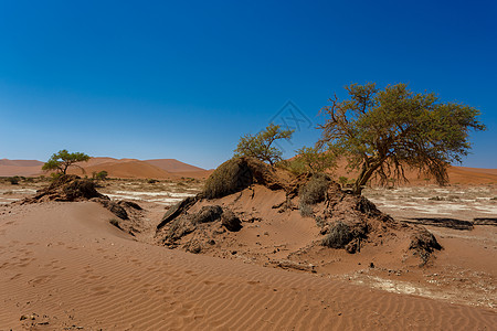 美丽的日出风景 隐藏着的死薇蕾橙子沙漠干旱国家纳米布天空阴影沙丘公园蓝色图片