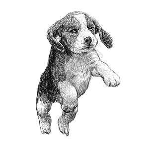 绘制的角手哺乳动物狗毛插图绘画手绘小狗犬类猎犬友谊动物图片