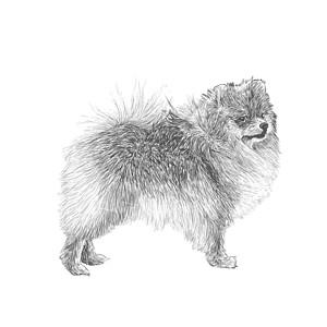 所画的波梅拉手友谊小狗动物犬类朋友哺乳动物狗毛绘画插图手绘图片