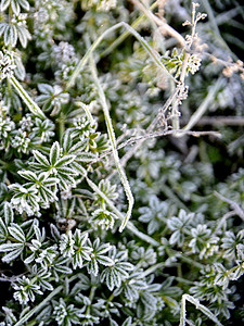 清晨第一次霜冻在植物上冰晶白色花园红色静物黄叶图片