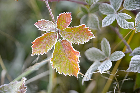 清晨第一次霜冻在植物上红色白色冰晶黄叶花园静物图片