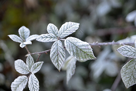 清晨第一次霜冻在植物上静物冰晶红色黄叶白色花园图片