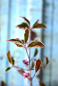 清晨第一次霜冻在植物上黄叶花园冰晶静物白色红色图片