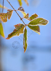 清晨第一次霜冻在植物上冰晶白色红色黄叶静物花园图片