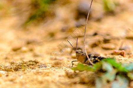 草昆虫学花园野生动物触角直翅目昆虫草地荒野叶子动物图片