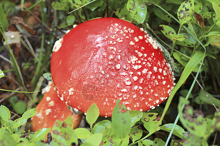 秋林种植的红拖鞋蘑菇侏儒生物学森林草地公园魔法植物药品危险宏观图片