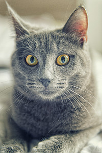 黄色眼睛的灰猫猫咪黄眼睛动物猫科动物小猫宠物图片
