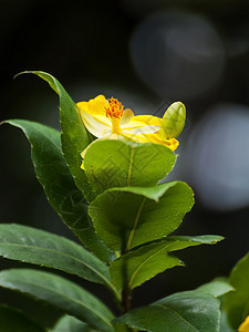 米奇老鼠种植花植物叶子热带花瓣农业奢华植物群植物学图片