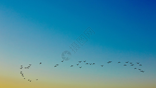 轮尾飞鸟热带地平线晴天移民天空旅游鸟类橙子海滩太阳图片