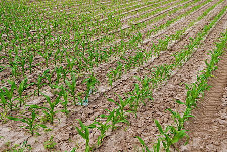 农业领域青青绿色玉米农村麦田肥料植物农田环境玉米地场地生长食物图片