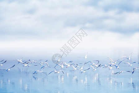 海鸥在湖上飞翔晴天天空野生动物池塘翅膀鸟类环境航班海鸟移民图片
