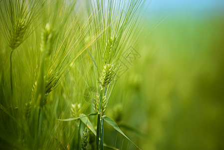 植树造林中生长的田地种植林天空作物生产绿色小麦蓝色保护日光场地农业图片