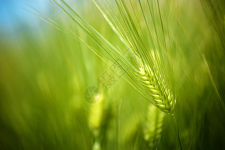 植树造林中生长的田地种植林保护植物作物小麦谷物蓝色天空场地日光农作物图片