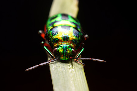彩虹防护罩蓄草虫翅膀森林生活斜体野生动物宏观生物甲虫昆虫斑点图片
