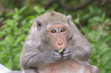 野生动物中猴子的肖像母亲濒危森林野外动物物种主题动物热带雨林哺乳动物灵长类图片