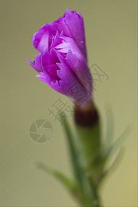 粉红色紫紫色除虫宏观花园雌蕊点状洋甘菊菝葜阴影荒野石竹地衣图片