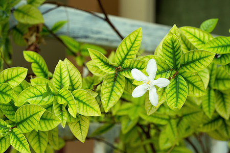 白色印地白花 黄黄色的莱提亚抗dysenterica花朵仪式花园叶子花瓣香气宏观茉莉花植物植物群图片