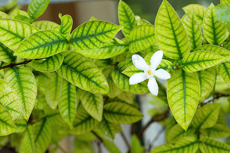 白色印地白花 黄黄色的莱提亚抗dysenterica花朵茉莉花香气植物花瓣植物群仪式花园叶子宏观图片