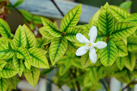 白色印地白花 黄黄色的莱提亚抗dysenterica花朵植物群叶子仪式茉莉花植物花园香气花瓣宏观图片