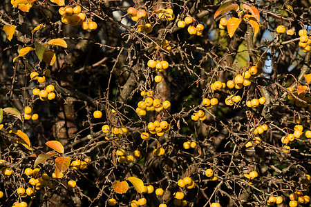黄蟹苹果金蜂树叶太阳水果黄色晴天叶子荒野农业季节季节性图片
