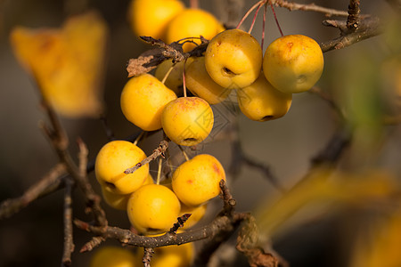 黄蟹苹果金蜂螃蟹阳光季节性晴天季节黄色橙子叶子农业花园图片