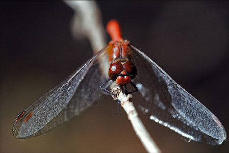 野红黄前方枝条昆虫黑色红色翅膀绿色积分爪子棕色黄色图片