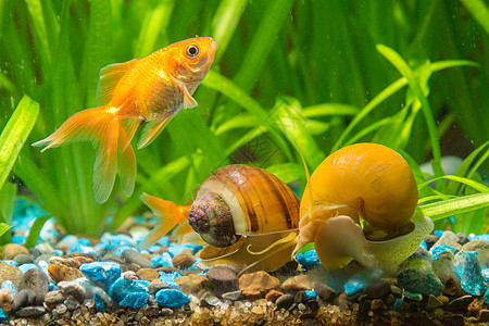 蜗牛吃植物一只金鱼游过两只蜗牛背景