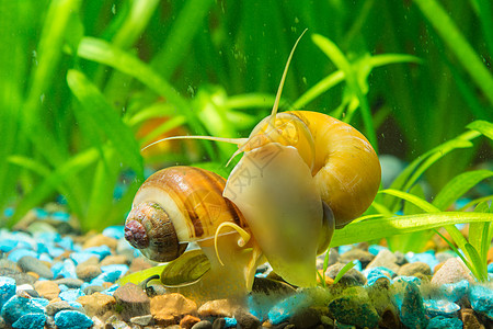 两只蜗牛 黄褐色和棕色条纹 在水族馆的墙壁上吃藻类图片
