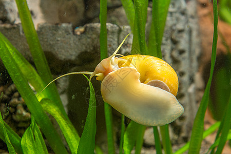 在水族馆玻璃上爬来爬去的成年成人安普利亚蜗牛图片