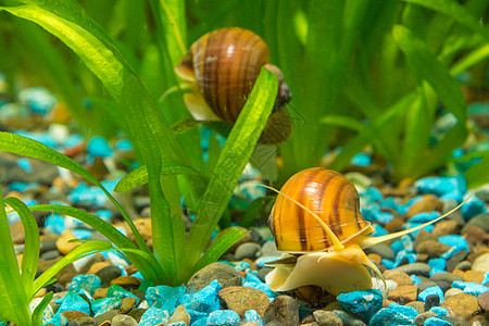 水族馆的两只大蜗牛图片