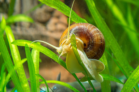 树叶水族馆植物上爬行的动物蜗牛图片