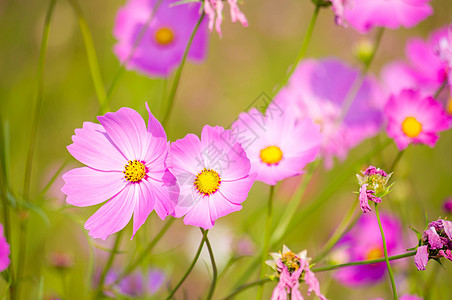 粉色宇宙的花朵草地季节叶子花园森林紫色植物植物群花瓣公园图片