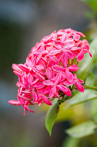 鲁比亚花花花瓣花束植物宏观园艺热带茉莉花植物学花粉生长图片