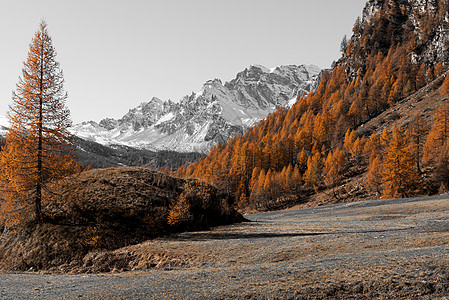 Devero Alp的秋色橙子山脉树木旅行黑与白图片