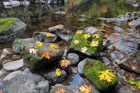 锡达溪瀑布草叶黄色叶子反射苔藓岩石森林远足旅游风景季节图片