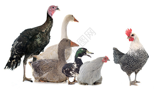 一组家禽女性鸭子食物感恩工作室动物黑色男性母鸡团体图片