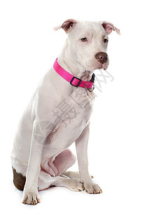 幼小坑炉梯田工作室小狗成人白色宠物动物棕色粉色女性衣领图片