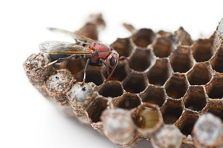 黄蜂巢幼虫住宅动物昆虫六边形宏观蜂窝背景图片