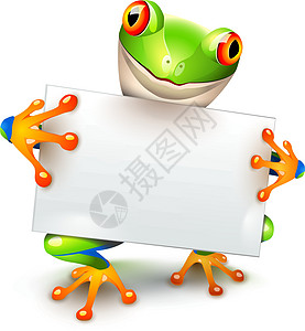 小树青蛙信息图片