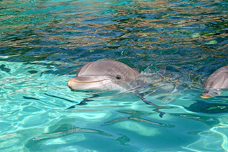 海豚脚蹼娱乐海洋蓝色微笑荒野水池动物水族馆游泳图片