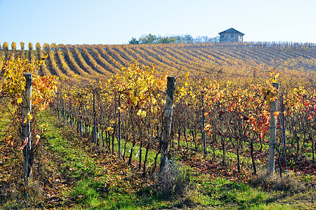 与Barbera一起在意大利奥尔特雷普帕维斯种植的葡萄园植物栽培季节太阳成长国家场地奇诺酒果旅游图片