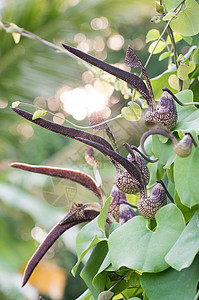亚里士多洛奇亚林恩斯瓦尔管道热带植物学植物异国情调绿色花园烟斗叶子图片