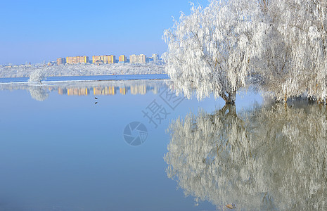 寒霜的冬冬树农村风景反射寒意季节树木场景晴天场地橡木图片