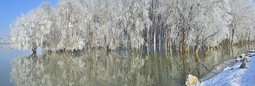 寒霜的冬冬树风景树木天空晴天橡木场景天气农村反射季节图片