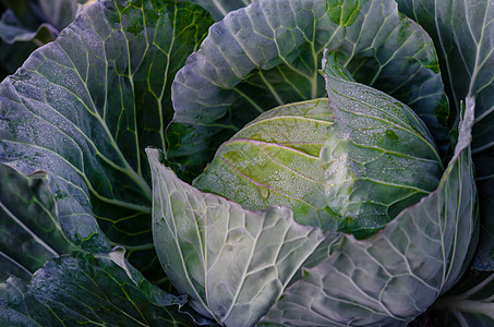 新鲜收成的卷心菜农业食物蔬菜叶子白色场地绿色生长栽培园艺图片