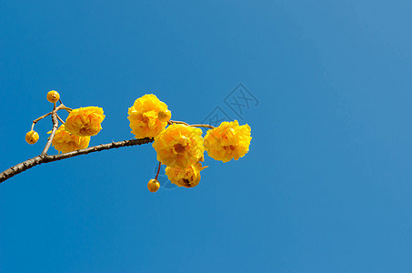 君子兰花朵王权香味紫草黄色花束脆弱性蓝色热带花粉图片